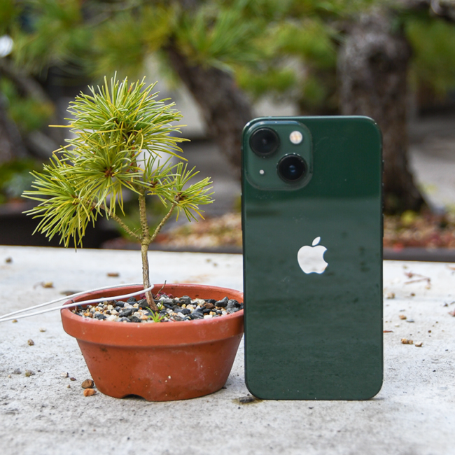 bonsai-s01