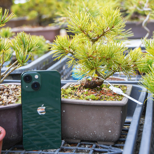 bonsai-s02