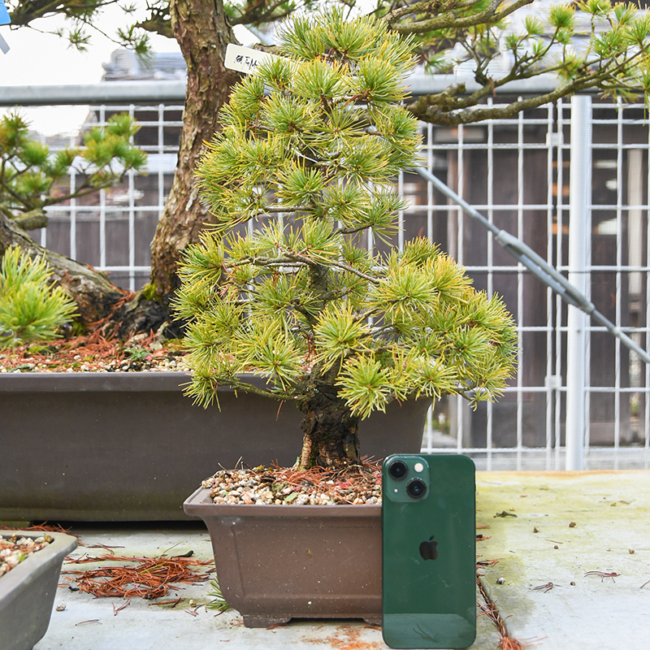 bonsai-m01