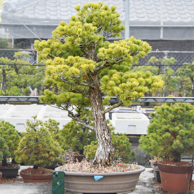 bonsai-b01