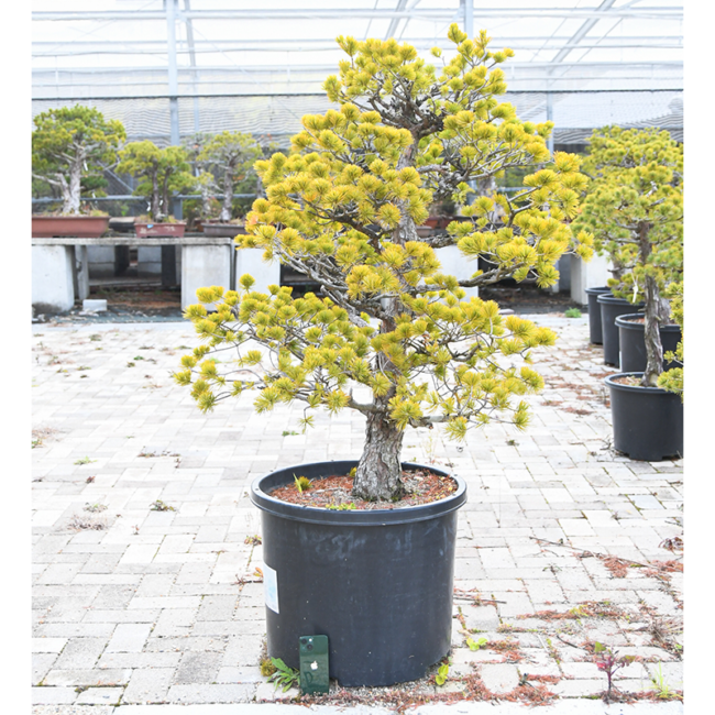 bonsai-XL01